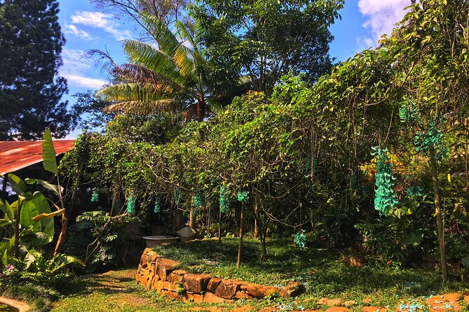 Admission to Andoke Butterfly Center in Cali with Release Ritual - Starting with Colombia in stone and an ant farm