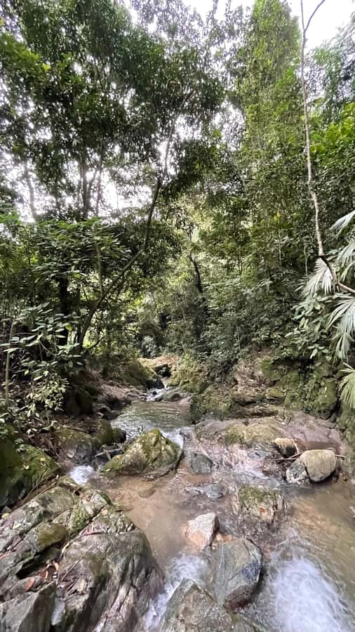 Avistamiento de aves en Minca Sierra Nevada de Santa Marta - Three hours on foot among Minca’s birds