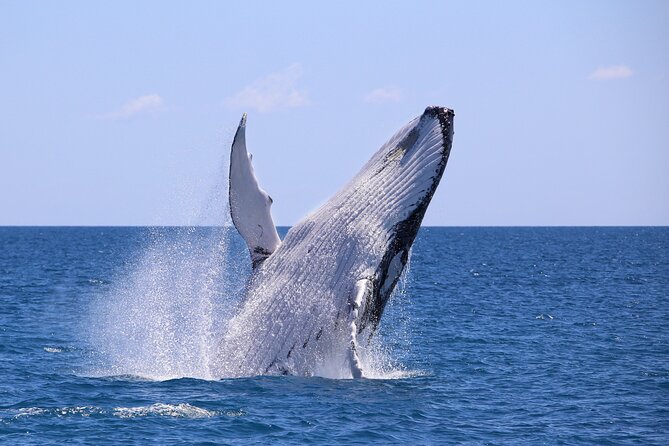 Bahía Málaga: Humpback Whale Watching in Cali - Colombia - Key points to know before you book