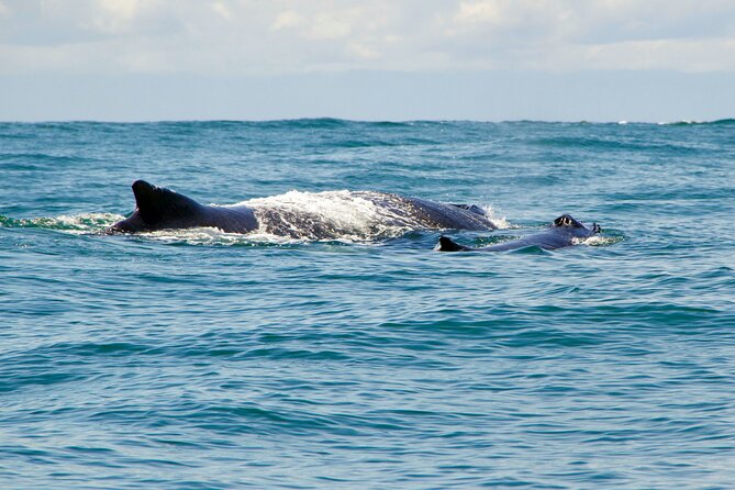 Bahía Málaga: Humpback Whale Watching in Cali - Colombia - Why Bahía Málaga makes a memorable day from Cali