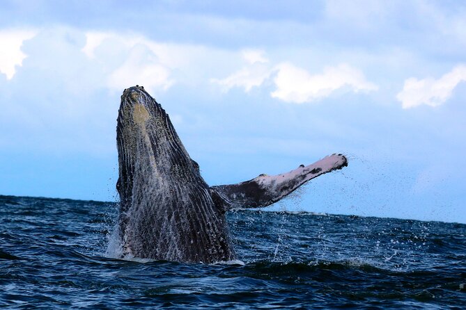 Bahía Málaga: Humpback Whale Watching in Cali - Colombia - Seven hours based in Juanchaco
