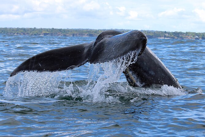 Bahía Málaga: Humpback Whale Watching in Cali - Colombia - Watching humpback whales in open water