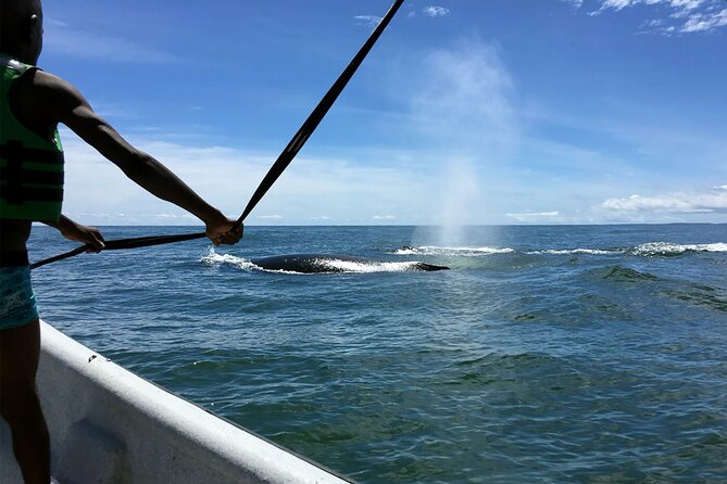 Bahía Málaga: Humpback Whale Watching in Cali - Colombia - A small group, but not a private tour