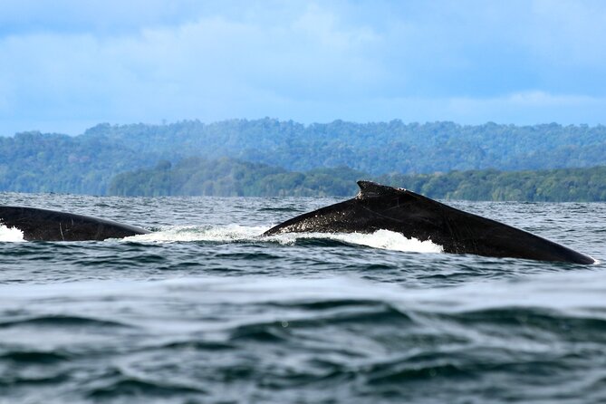 Bahía Málaga: Humpback Whale Watching in Cali - Colombia - A short look at Buenaventura’s Malecón