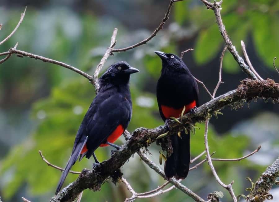 Birding Medellin with expert bird-watcher (Private) - Why La Romera makes a strong half-day escape