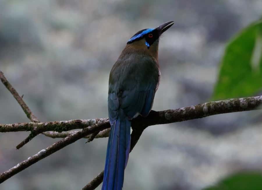 Birding Medellin with expert bird-watcher (Private) - Should you book it?