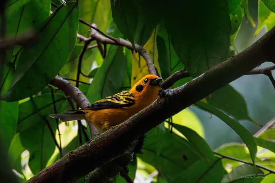 Birding Medellin with expert bird-watcher (Private) - Breakfast, coffee, and a practical mountain morning