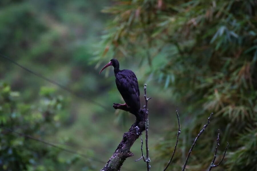 Birding Medellin with expert bird-watcher (Private) - The uphill trail is the main physical consideration