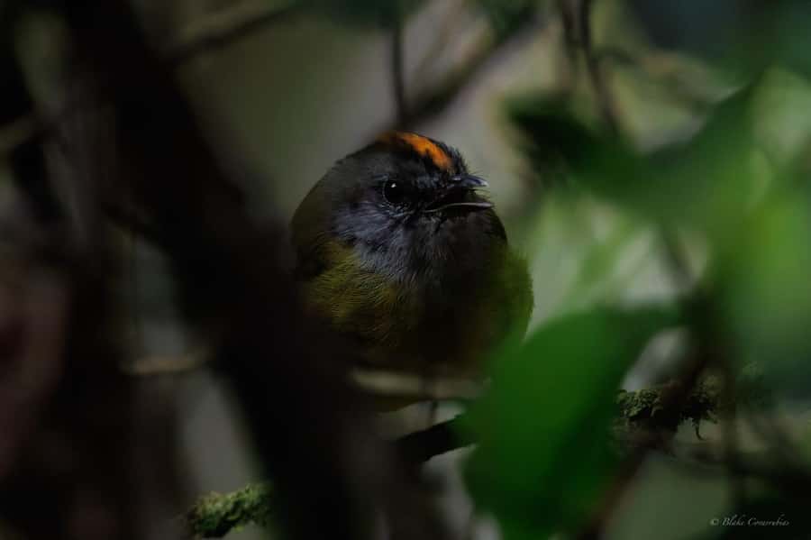 Birding Medellin with expert bird-watcher (Private) - What the guide teaches you beyond bird names