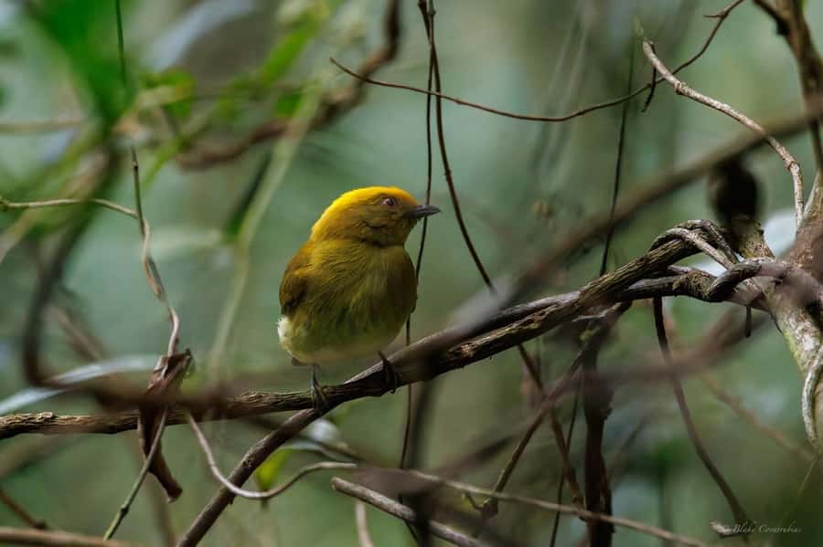 Birding Medellin with expert bird-watcher (Private) - Is $197 good value for two people?
