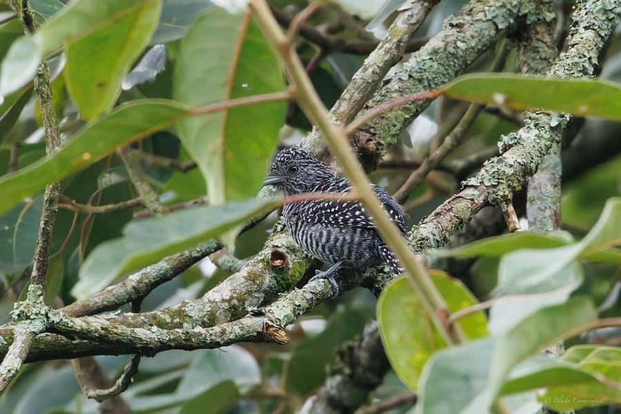Birding Medellin with expert bird-watcher (Private) - Booking details worth knowing before you go