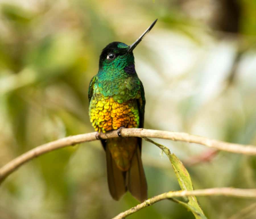 Birdwatching Day Tour at Chicaque Natural Park - Key points to know before you go