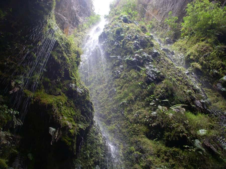 Bogota: Explore the forest and bird watching at Chicaque Natural Park - Private guiding and the value of $127