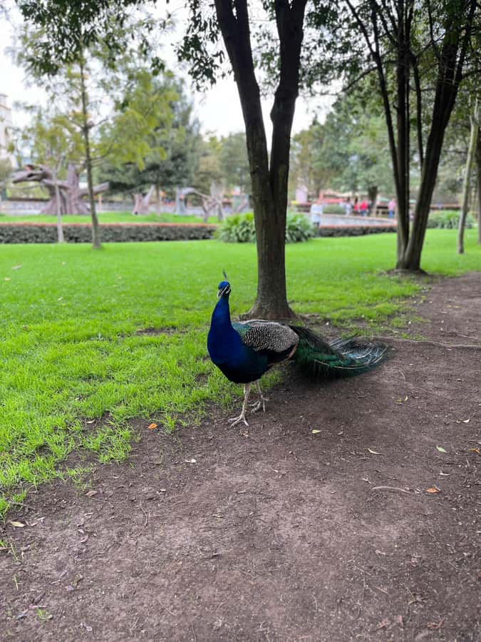 BOGOTA: Tour of Jaime Duque Park, Zoo, and Aerospace Museum - Tocancipá and the regional lunch break
