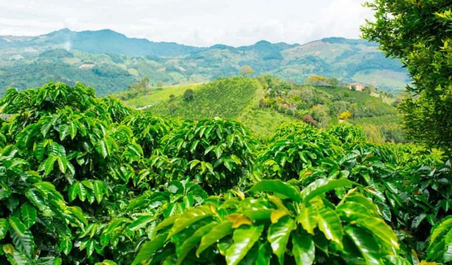 Cacao and Coffee Tour - A working farm founded in 1960