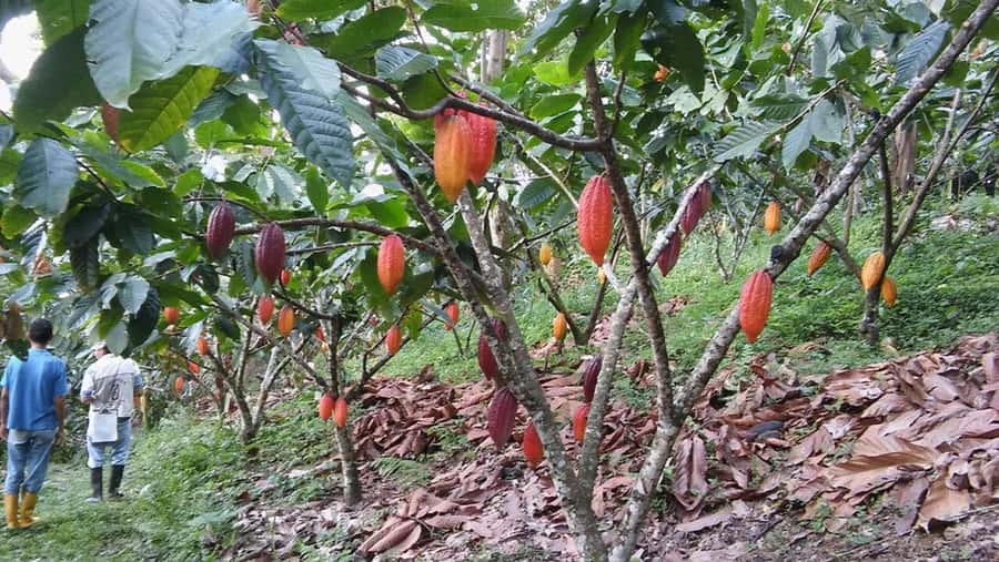 Cacao and Coffee Tour - Coffee tasting, from organic beans to the cup
