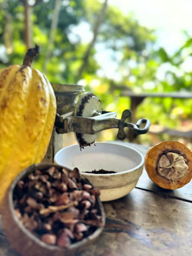 Cacao Experience Tour - Key points to know before you book