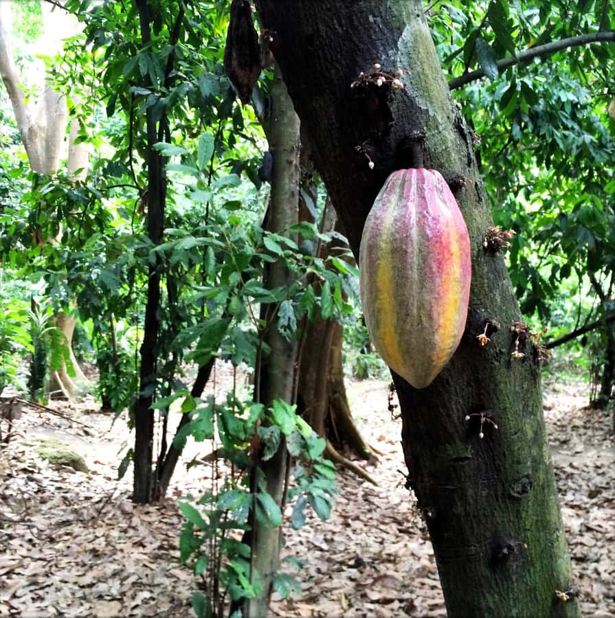 Cacao Experience Tour - Walking through Tayrona territory