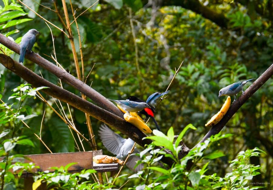 Cali: Bird Watching in The San Antonio Fog Forest - Key points to know before booking