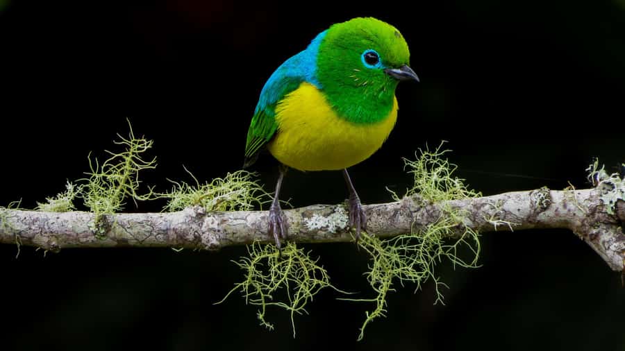 Cali: Bird Watching in The San Antonio Fog Forest - From Cali to the San Antonio Fog Forest
