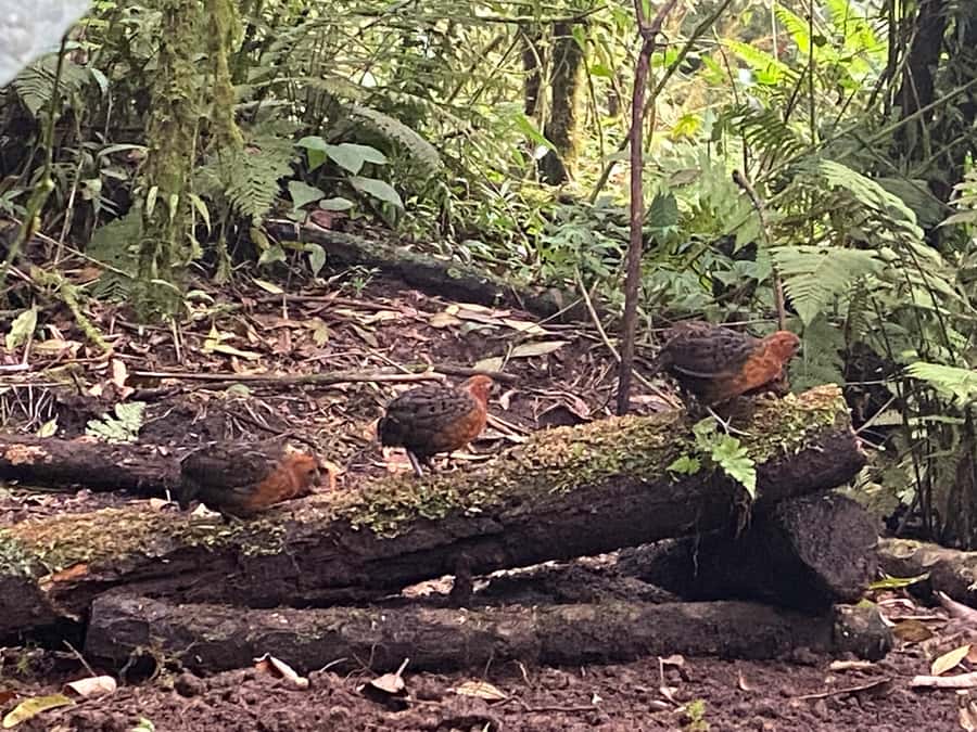 Cali: Bird Watching in The San Antonio Fog Forest - Hummingbirds in a cool mountain habitat