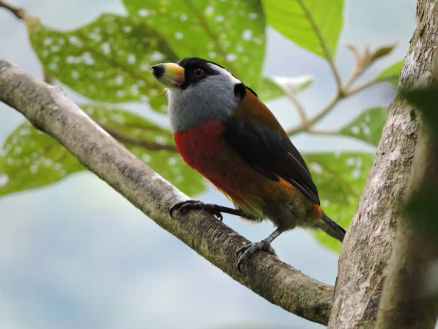 Cali: Bird Watching in The San Antonio Fog Forest - Food, timing, and comfort