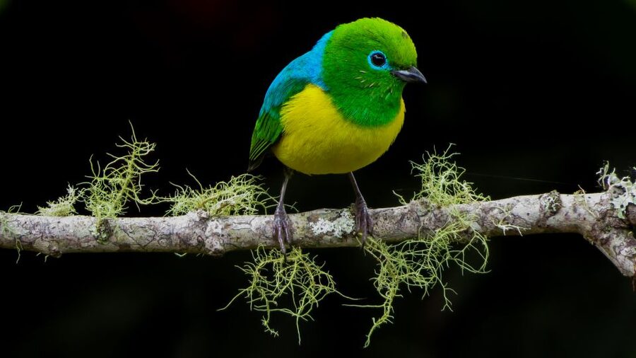 Cali: Bird Watching in The San Antonio Fog Forest - Is the $190 price fair?