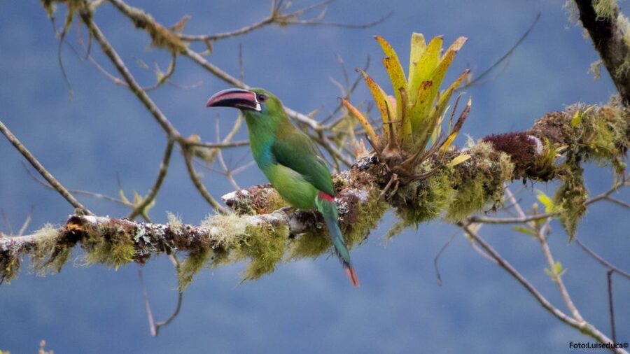 Cali: Bird Watching in The San Antonio Fog Forest - Who should book this birding trip?