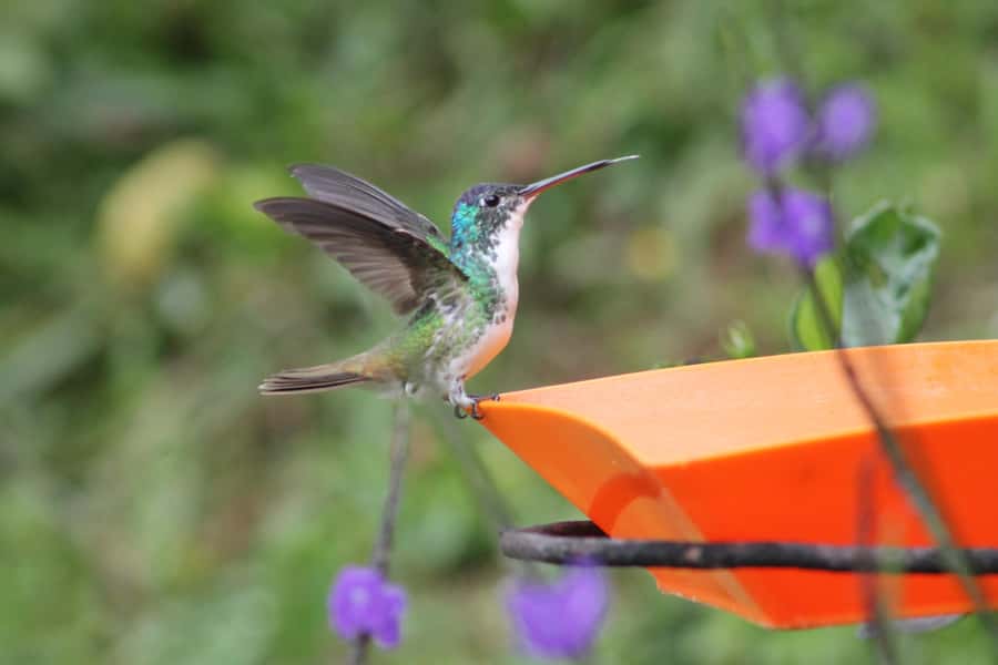 Cali: Hummingbird Watching & Photography Tour - Key points to know before you book