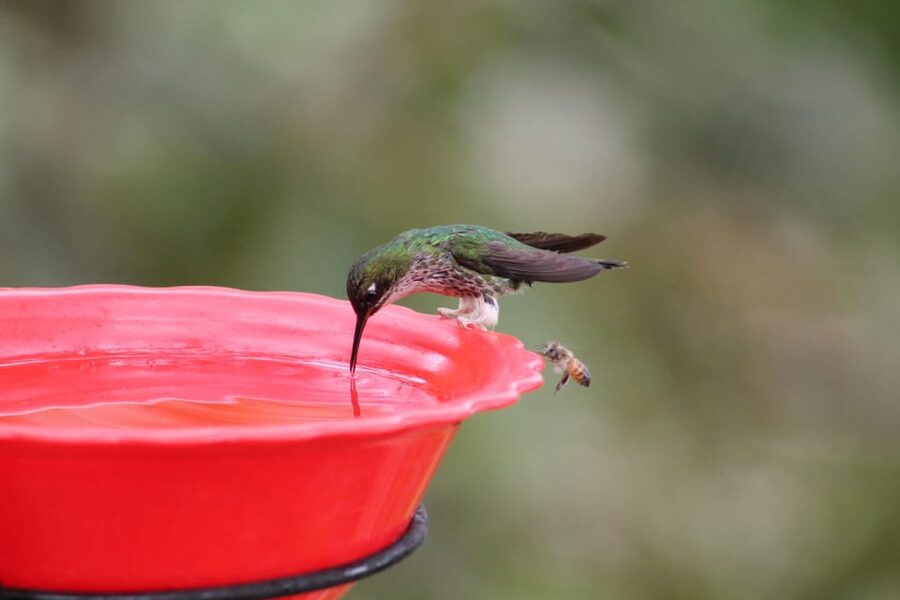 Cali: Hummingbird Watching & Photography Tour - Snacks, coffee, and the small comforts