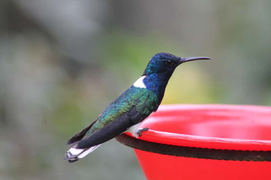 Cali: Hummingbird Watching & Photography Tour - Why Finca Alejandría is worth the ride from Cali