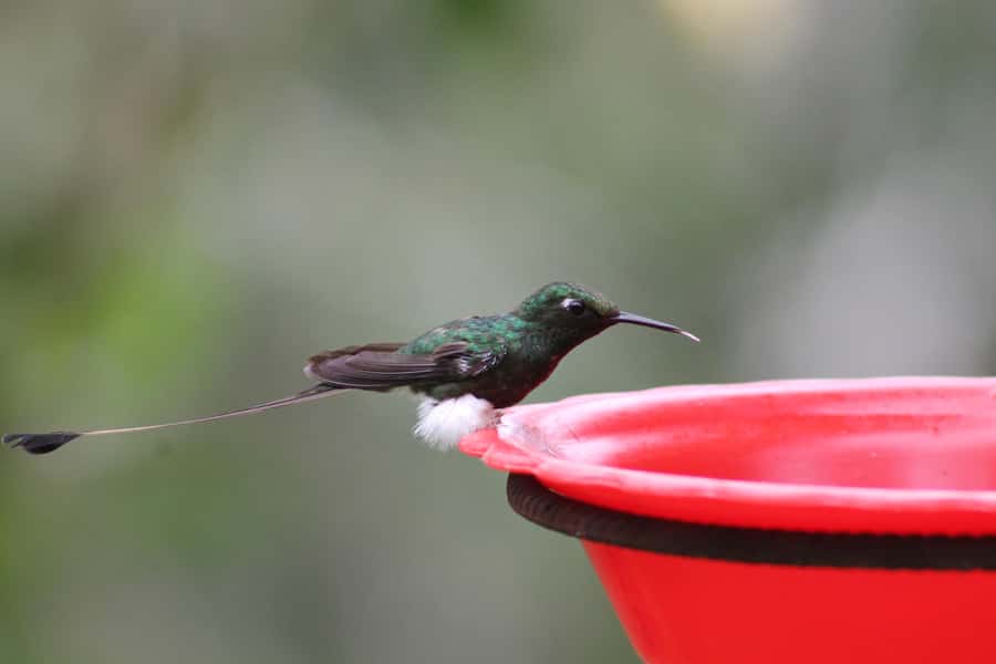 Cali: Hummingbird Watching & Photography Tour - Two hours among fast, colorful hummingbirds