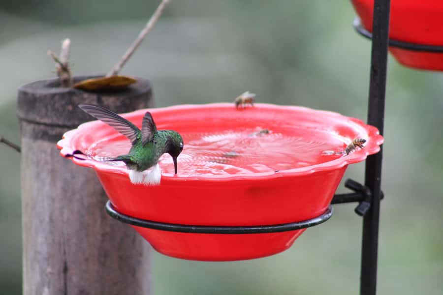 Cali: Hummingbird Watching & Photography Tour - What photography is really like here