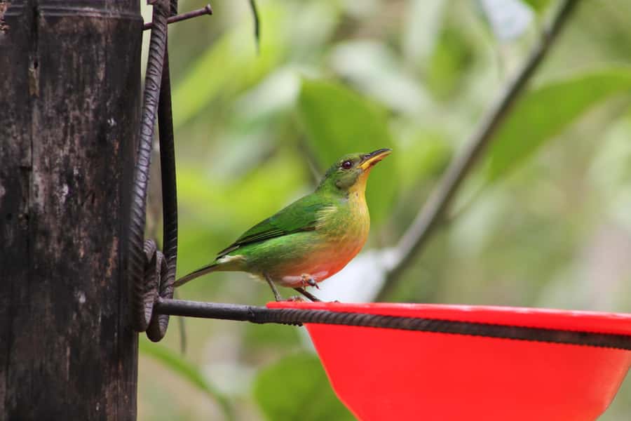 Cali: Hummingbird Watching & Photography Tour - What the $65 price includes