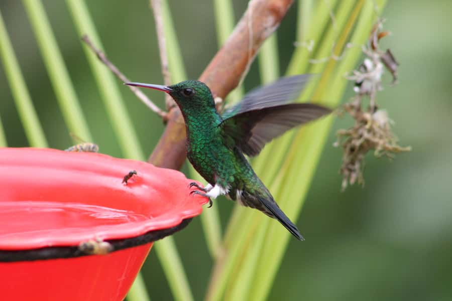 Cali: Hummingbird Watching & Photography Tour - Guide quality and language support