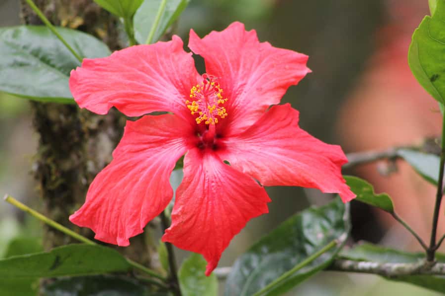 Cali: Hummingbird Watching & Photography Tour - The one-hour drive into the western mountains