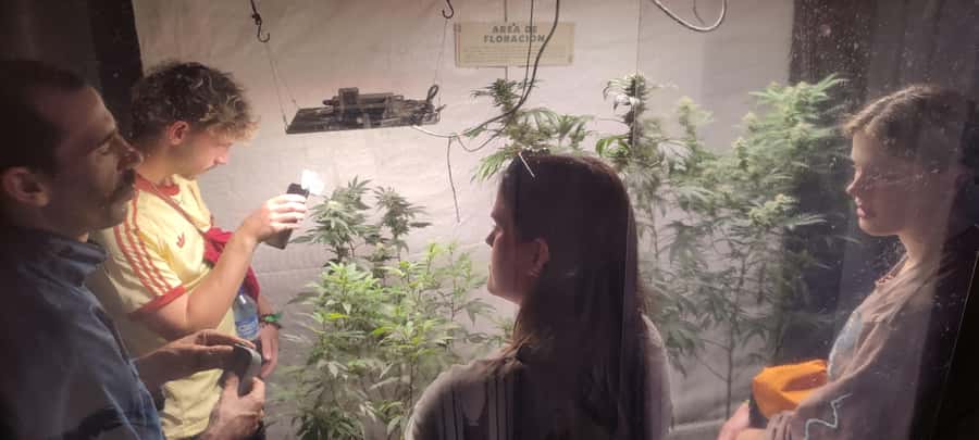 CANNABIS EXPERIENCE - Drying and curing complete the process