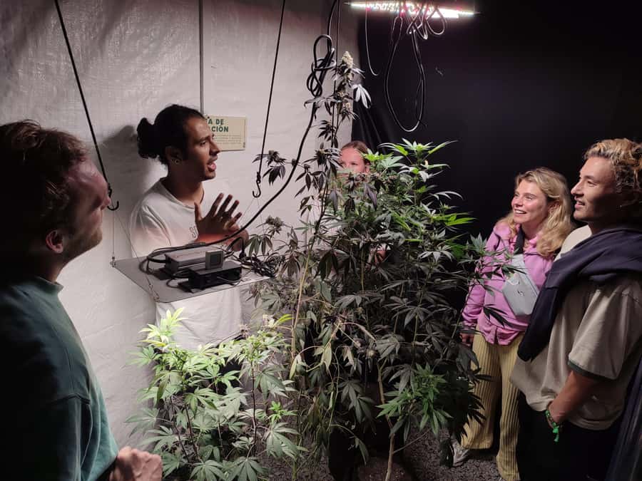 CANNABIS EXPERIENCE - A regional drink and an ancestral souvenir