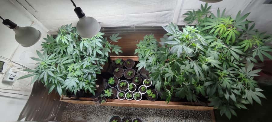 CANNABIS EXPERIENCE - Choosing the best time to visit