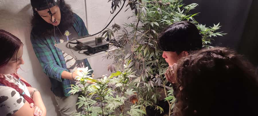 CANNABIS EXPERIENCE - Important distinctions about the products