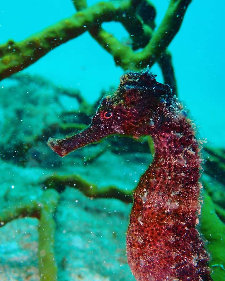 Cartagena: 2 Tanks Dive Plan For CERTIFIED DIVERS - Weather, visibility, and safety planning