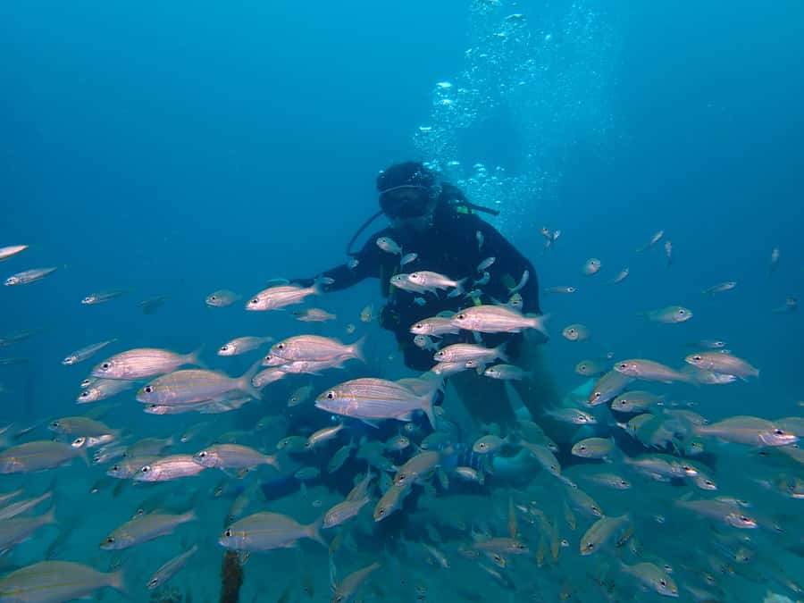 Cartagena: 2 Tanks Dive Plan For CERTIFIED DIVERS - Who will enjoy this morning most