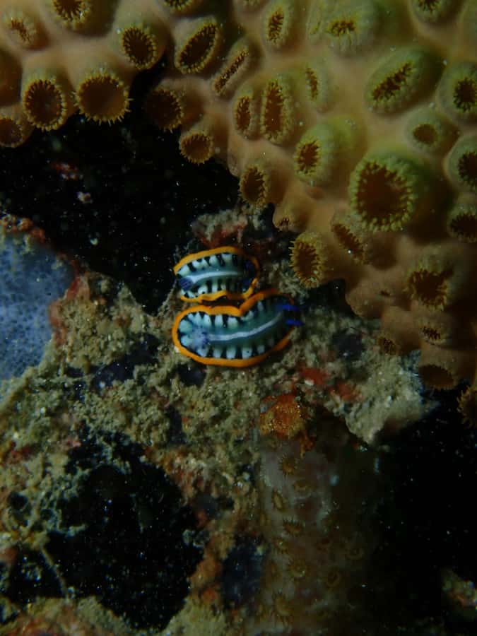 Cartagena: 2 Tanks Dive Plan For CERTIFIED DIVERS - Booking details that matter