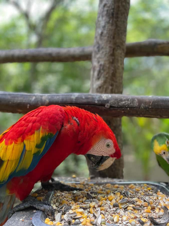 Cartagena: Aviary National Park Tour with Hotel Pickup - Why the National Aviary is worth the trip from Cartagena