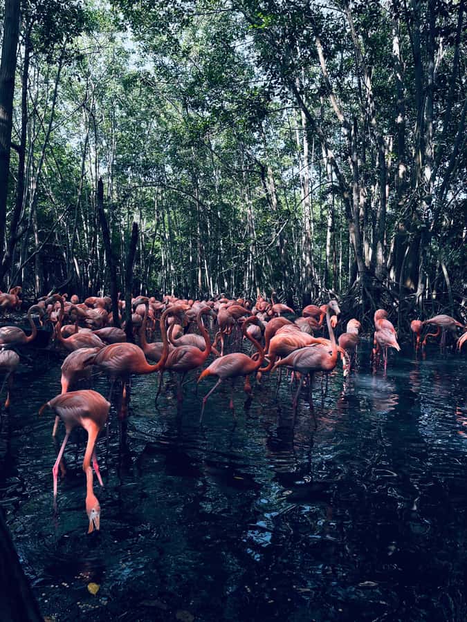 Cartagena: Aviary National Park Tour with Hotel Pickup - Entering the park and finding your way around
