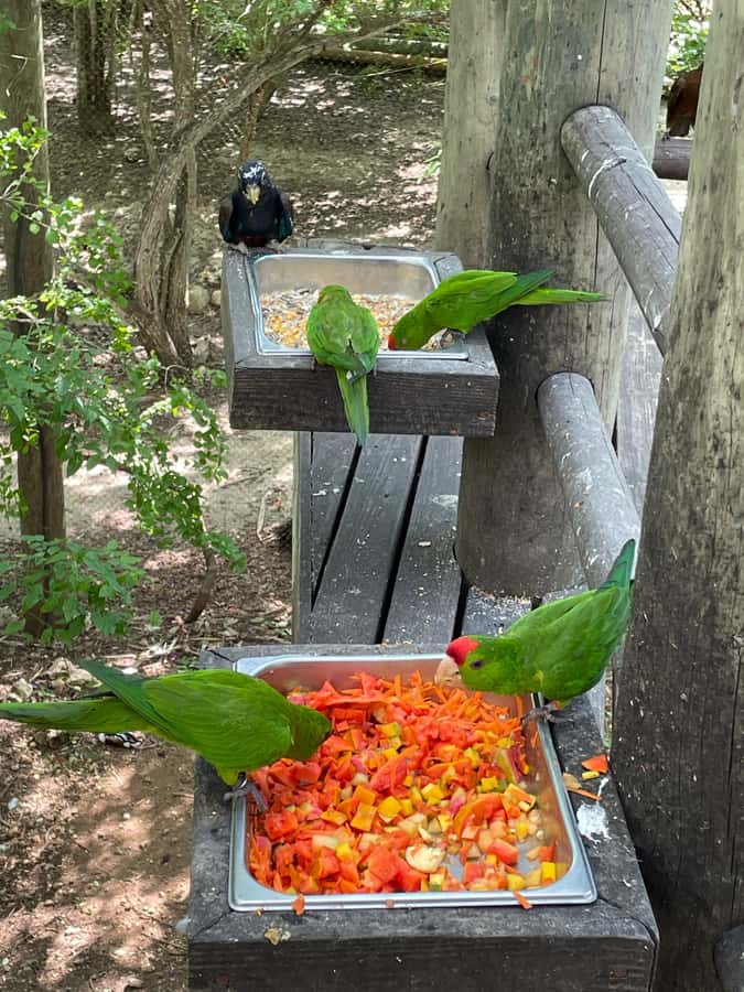 Cartagena: Aviary National Park Tour with Hotel Pickup - The ride from Cartagena: private, cool, and useful