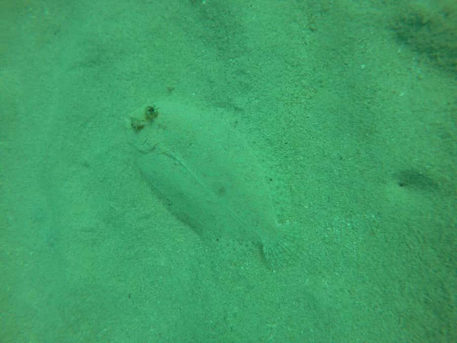 Cartagena: Basic Diving for beginners in Rosario Islands - Should You Book This Rosario Islands Experience?