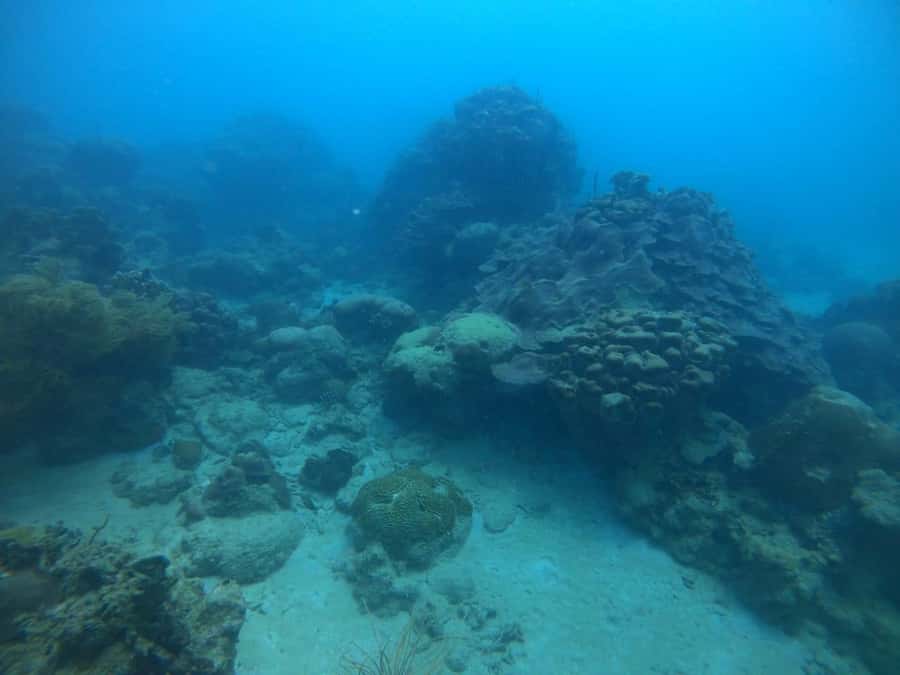 Cartagena: Basic Diving for beginners in Rosario Islands - Lunch with Coconut Rice and Patacón
