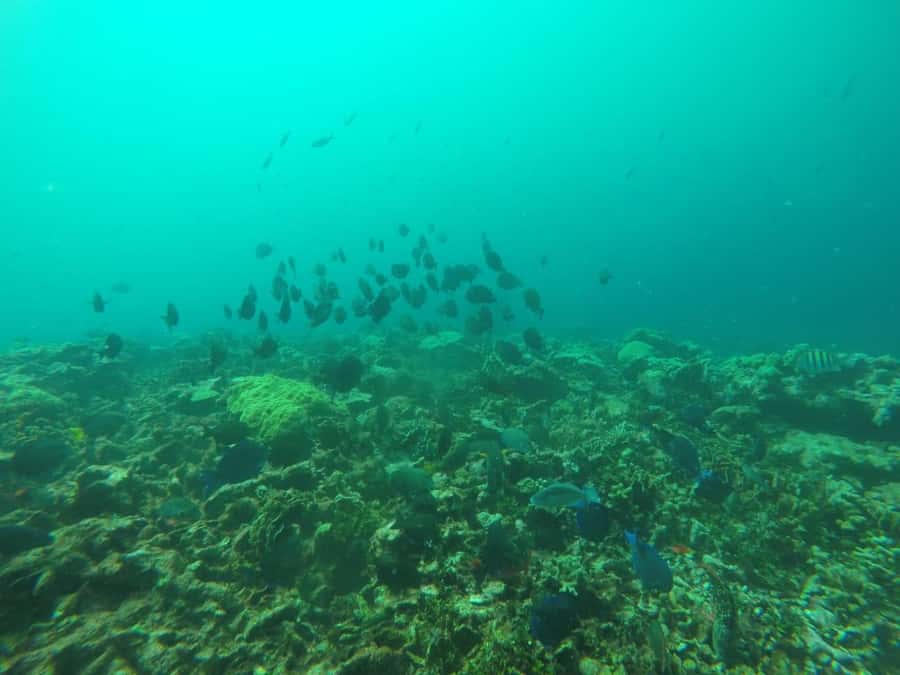Cartagena: Basic Diving for beginners in Rosario Islands - Price, Timing, and Who Gets the Most Value