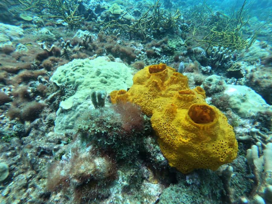 Cartagena: Basic Diving for beginners in Rosario Islands - My Practical Checklist for the Morning